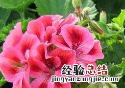 天竺葵如何养殖 天竺葵如何养殖和繁殖