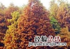 落羽杉和水杉区别 落羽杉和水杉区别呼吸根