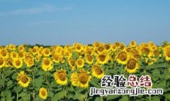 狮子座女生的专属花 狮子座的星座花