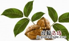 核桃树叶的功效与作用 核桃树叶的功效与作用及禁忌