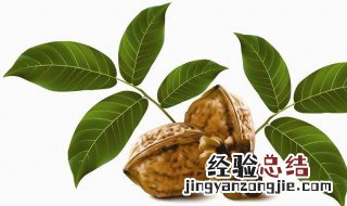 核桃树叶的功效与作用 核桃树叶的功效与作用及禁忌