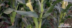 两茬粘玉米怎样种植 第二茬粘玉米什么时间种