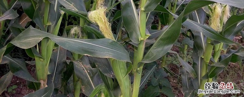 两茬粘玉米怎样种植 第二茬粘玉米什么时间种