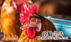 鸡头有毒吗 鸡头有没有毒