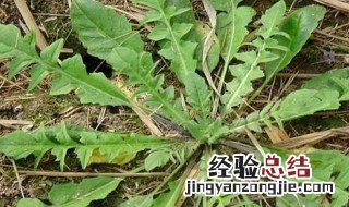 地菜和荠菜是一样的吗 地菜和荠菜的简介