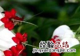 龙吐珠怎么养 龙吐珠怎么养不开花怎么办?