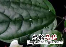 龙吐珠怎么养 龙吐珠怎么养不开花怎么办?