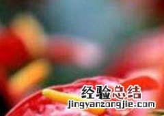 安祖花园艺 安祖花怎么养
