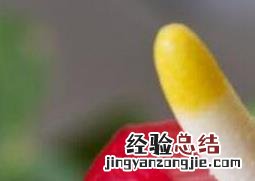 安祖花园艺 安祖花怎么养