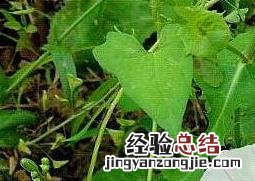 打碗花图片用什么药会死 打碗花图片