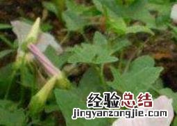 打碗花图片用什么药会死 打碗花图片