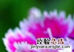 五彩石竹种子怎么种 五彩石竹种子怎么种才能发芽