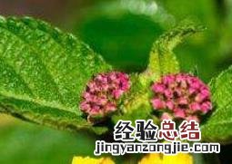 五彩梅的养殖方法和注意事项 五色梅的养殖方法和注意事项
