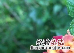 五彩梅的养殖方法和注意事项 五色梅的养殖方法和注意事项