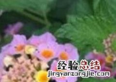变色梅如何养殖视频 变色梅如何养殖