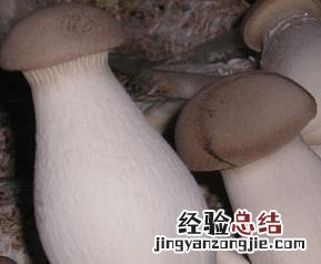 杏鲍菇营养价值 杏鲍菇营养价值与功效与作用