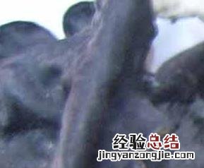 白背木耳禁忌 白背木耳吃法
