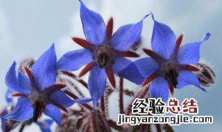 射手座女生的专属花 射手座女生喜欢的花