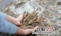 基围虾怎么存放 怎么保存基围虾