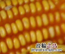 玉米深加工工艺流程详解 玉米深加工工艺流程