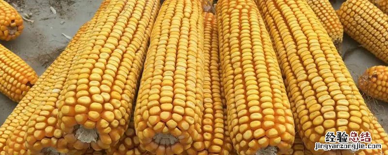 储存玉米怎么防止生虫 储存干玉米怎样防虫