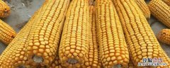 储存玉米怎么防止生虫 储存干玉米怎样防虫