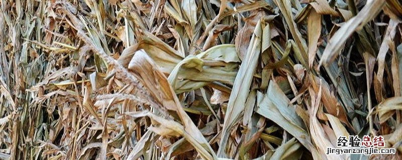一亩地的干玉米秸秆有多斤 一亩地能产多少斤干玉米秸秆