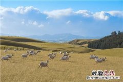 十亩牧草能养多少只羊 10亩牧草可以养多少只羊