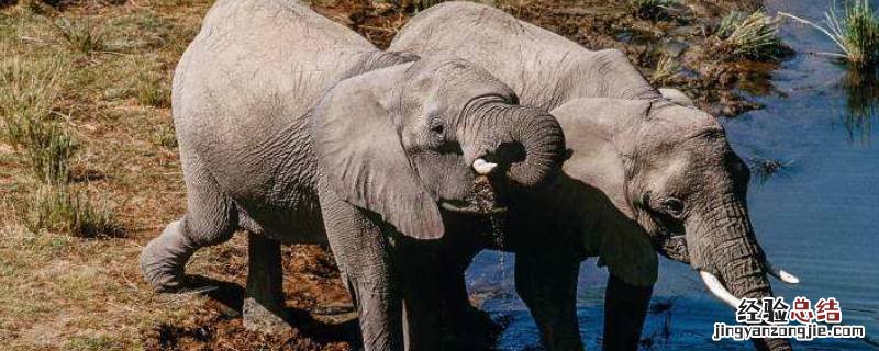 大象是什么科动物 大象是哪一类动物