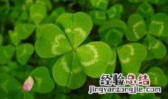 五月的花语是什么花 五月的花语是什么