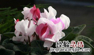 仙客来怎么度过休眠期 仙客来怎样休眠