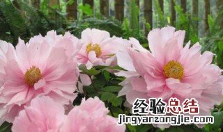 牡丹喜欢什么土 牡丹花土壤配制
