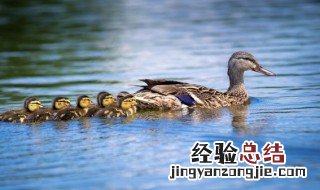 鸭子怎么炖好吃没腥味 清炖鸭子怎么做好吃没腥味