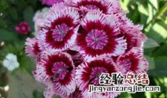 花种子需要泡发吗 花种子浸泡多少个小时合适
