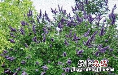 牡荆叶图片与功效 牡荆叶茶的功效与作用