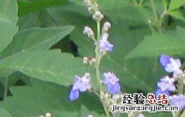 牡荆叶图片与功效 牡荆叶茶的功效与作用