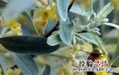 沙枣茶的功效与作用 沙枣花茶的功效与作用