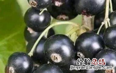 黑加仑吃多了的副作用大吗 黑加仑吃多了的副作用