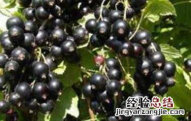 黑加仑吃多了的副作用大吗 黑加仑吃多了的副作用
