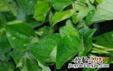 猫儿刺茶的功效与作用 猫儿刺的功效和作用