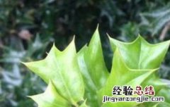 猫儿刺茶的功效与作用 猫儿刺的功效和作用