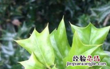 猫儿刺茶的功效与作用 猫儿刺的功效和作用