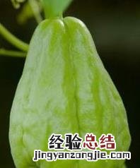 佛手瓜的功效与作用 佛手瓜的功效与作用禁忌