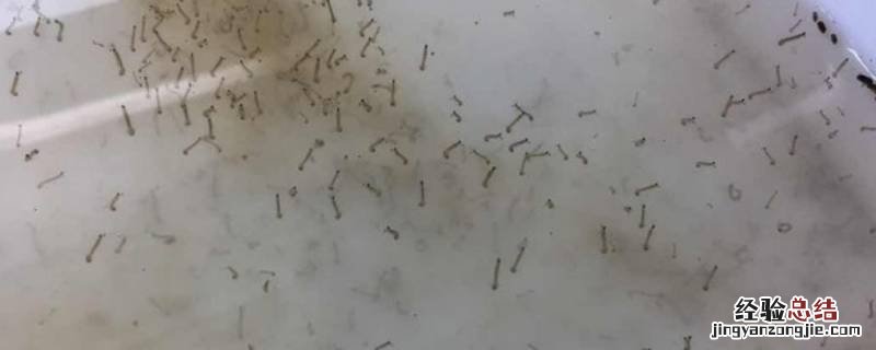 水缸里扭动的小细虫子 水缸里扭动的小细虫子怎么办