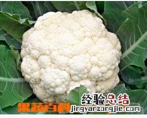 花椰菜图片 花椰菜
