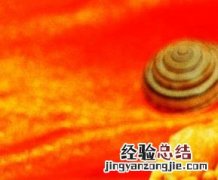 松仁玉米的功效 松仁玉米的功效和作用