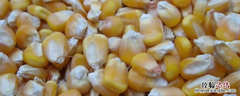 玉米和种子的结构图 玉米种子结构图及作用