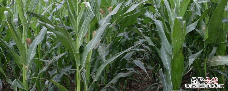 玉米桔梗怎么做成饲料 玉米桔梗怎么做成肥料