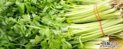 芹菜如何种植，芹菜怎么种植方法 怎么样种芹菜 种植方法