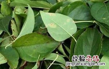 巫山觚子茶的功效与作用 巴东觚子茶有什么功效